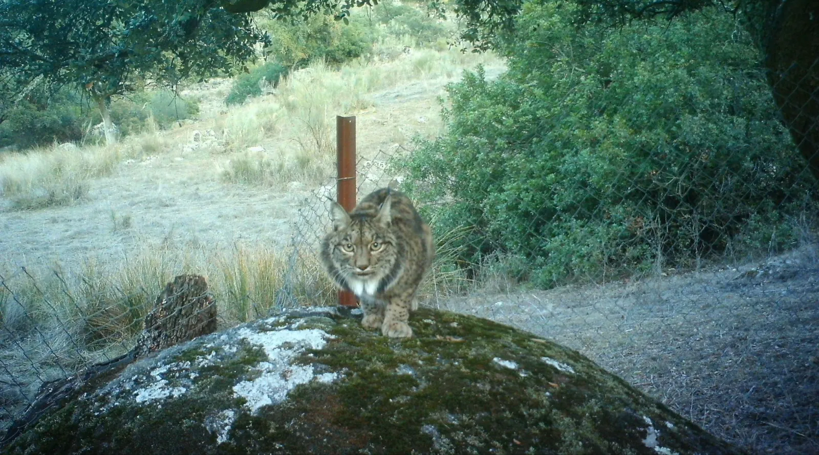 Monitoring of endangered species using photo-trapping cameras
